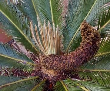 [The upright cone from the prior image is now wilted and curled to the right side as it starts to decay. Behind the cone are shoots of new leaves-to-be.]